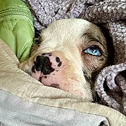 Dobby joined the competition — help win amazing prizes! puppy, dog, blue_eyes, blanket, cozy, close_up, fur, nose, soft_texture, purple_blanket, green_blanket, resting, cute, pet, animal, snuggle, warm, indoors, sleepy, comfort