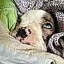puppy, dog, blue_eyes, blanket, cozy, close_up, fur, nose, soft_texture, purple_blanket, green_blanket, resting, cute, pet, animal, snuggle, warm, indoors, sleepy, comfort