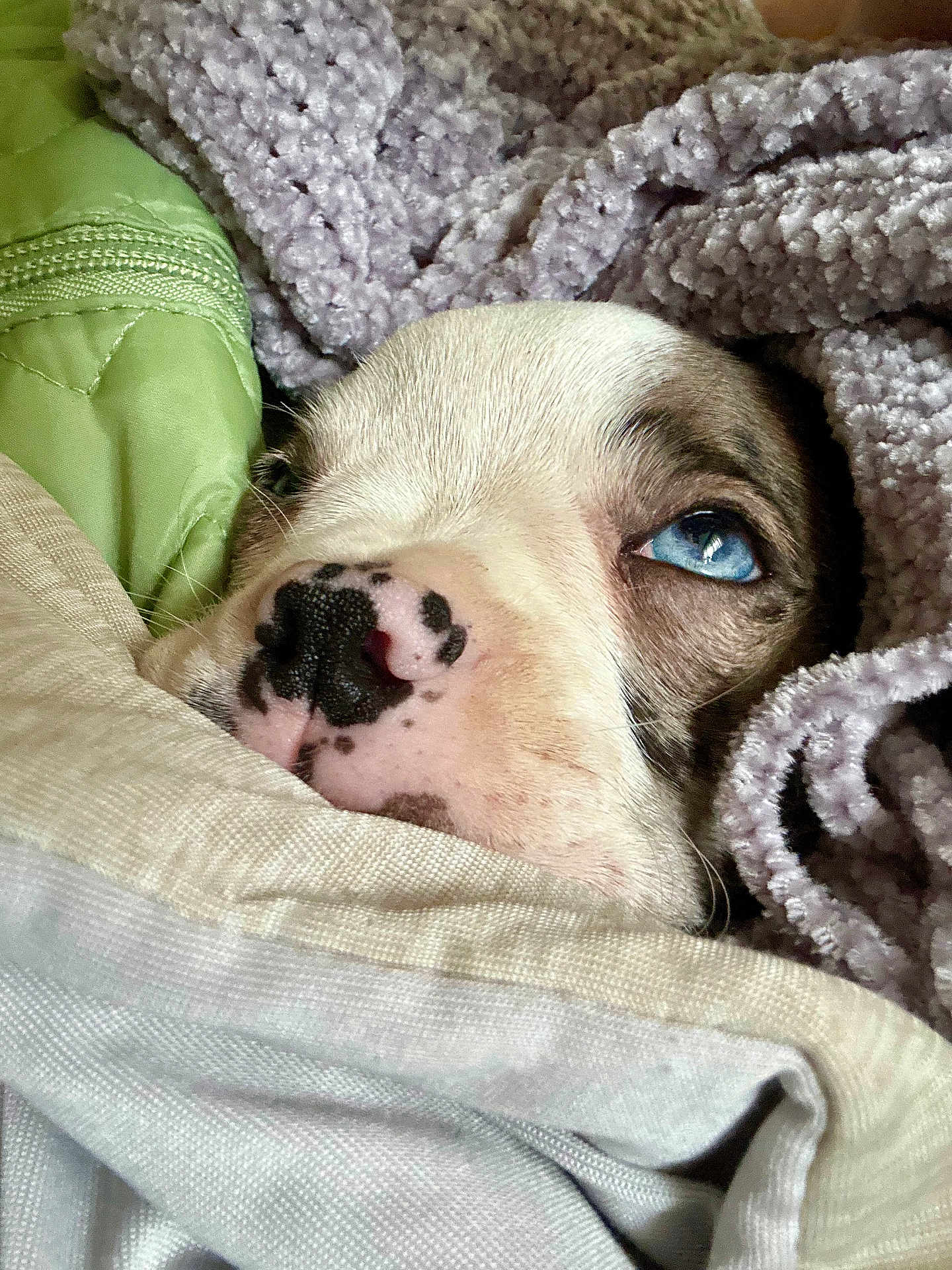 Dobby