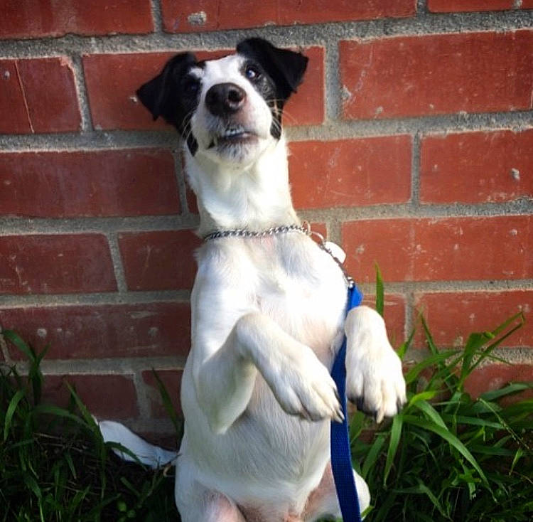 Nuk is registered to the contest to win money with this photo: canidae, carnivore, chilean_fox_terrier, companion_dog, danish_swedish_farmdog, dog, dog_breed, feist, grass, jack_russell_terrier, mammal, miniature_fox_terrier, rare_breed_dog, ratonero_bodeguero_andaluz, russell_terrier, smooth_fox_terrier, snout, sporting_group, tail, vertebrate