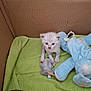 kitten, cat, toy, plush_toy, milk, bowl, green_towel, cardboard_box, pet, animal, small, cute, indoor, young, feline, white_cat, curious, looking_up, soft_toy, domestic_animal