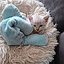 kitten, cat, blue_eyes, stuffed_toy, plush, cushion, white, fluffy, pet, animal, cozy, cute, indoors, sofa, resting, small, young, soft, comfort, feline
