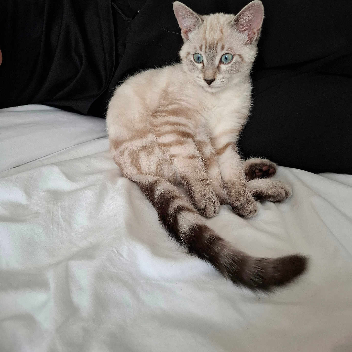 Mowgli participe au concours pour gagner de l'argent avec cette photo : animal, bed, black_clothing, blue_eyes, cat, cozy, cute, domestic_cat, feline, fluffy, indoor, kitten, pet, relaxed, resting, soft_fur, striped, tail, white_bedspread, young_cat