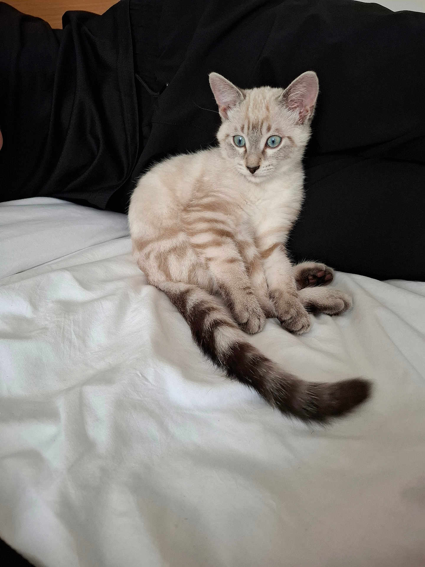 Mowgli