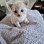 kitten, cat, baby_animal, blue_eyes, fluffy, blanket, indoor, curious, pet, small, cute, fur, texture, domestic_cat, animal, young, soft, resting, cozy, close_up
