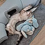 cat, stretching, pet_bed, stuffed_toy, blue, gray_rug, wooden_floor, indoor, feline, cozy, relaxed, fur, animal, toy, sleeping_area, home, domestic, cute, resting, soft