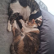 Isabella And Chico joined the competition — help win amazing prizes! abyssinian, animal, architecture, bed, bedroom, blanket, building, cat, chair, couch, cushion, furniture, homedecor, indoors, kitten, manx, person, pet, room, sleeping