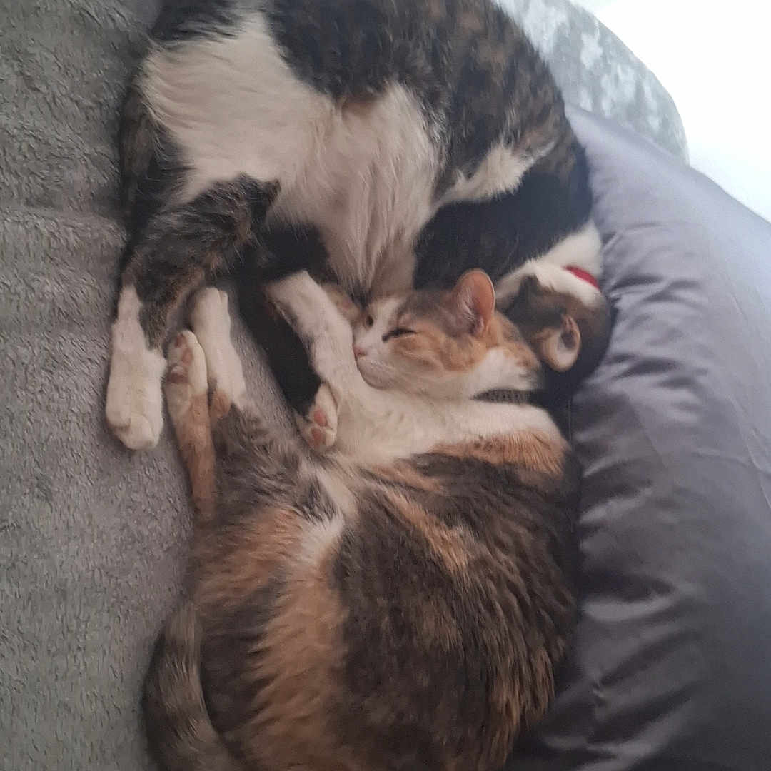 Isabella And Chico