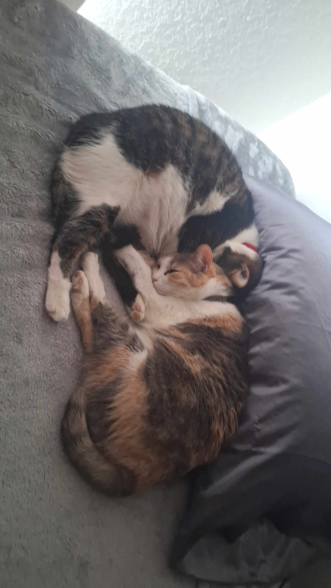 Isabella And Chico joined the competition — help win amazing prizes! abyssinian, animal, architecture, bed, bedroom, blanket, building, cat, chair, couch, cushion, furniture, homedecor, indoors, kitten, manx, person, pet, room, sleeping