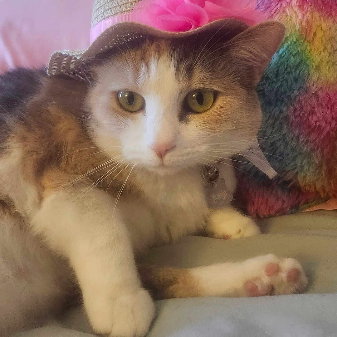 Isabella is registered to the contest to win money with this photo: cat, calico_cat, pet, animal, feline, hat, flower, rainbow, colorful, bed, bedroom, pillow, blanket, lying_down, sitting, portrait, close_up, whiskers, green_eyes, indoor
