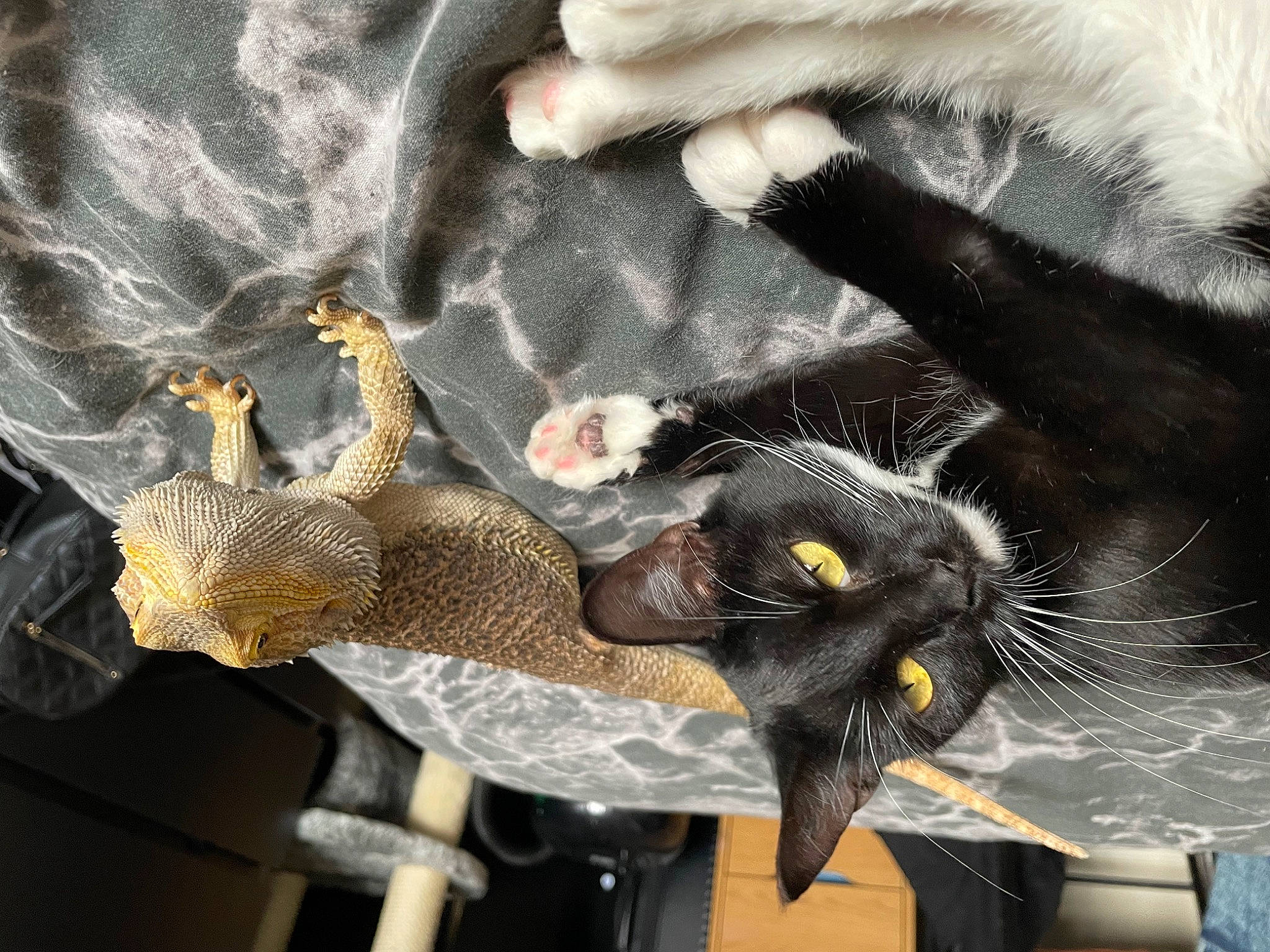 Cherry joined the competition — help win amazing prizes! carnivore, cat, claw, comfort, domestic_short_haired_cat, felidae, fur, houseplant, organism, paw, plant, small_to_medium_sized_cats, tail, tree, whiskers