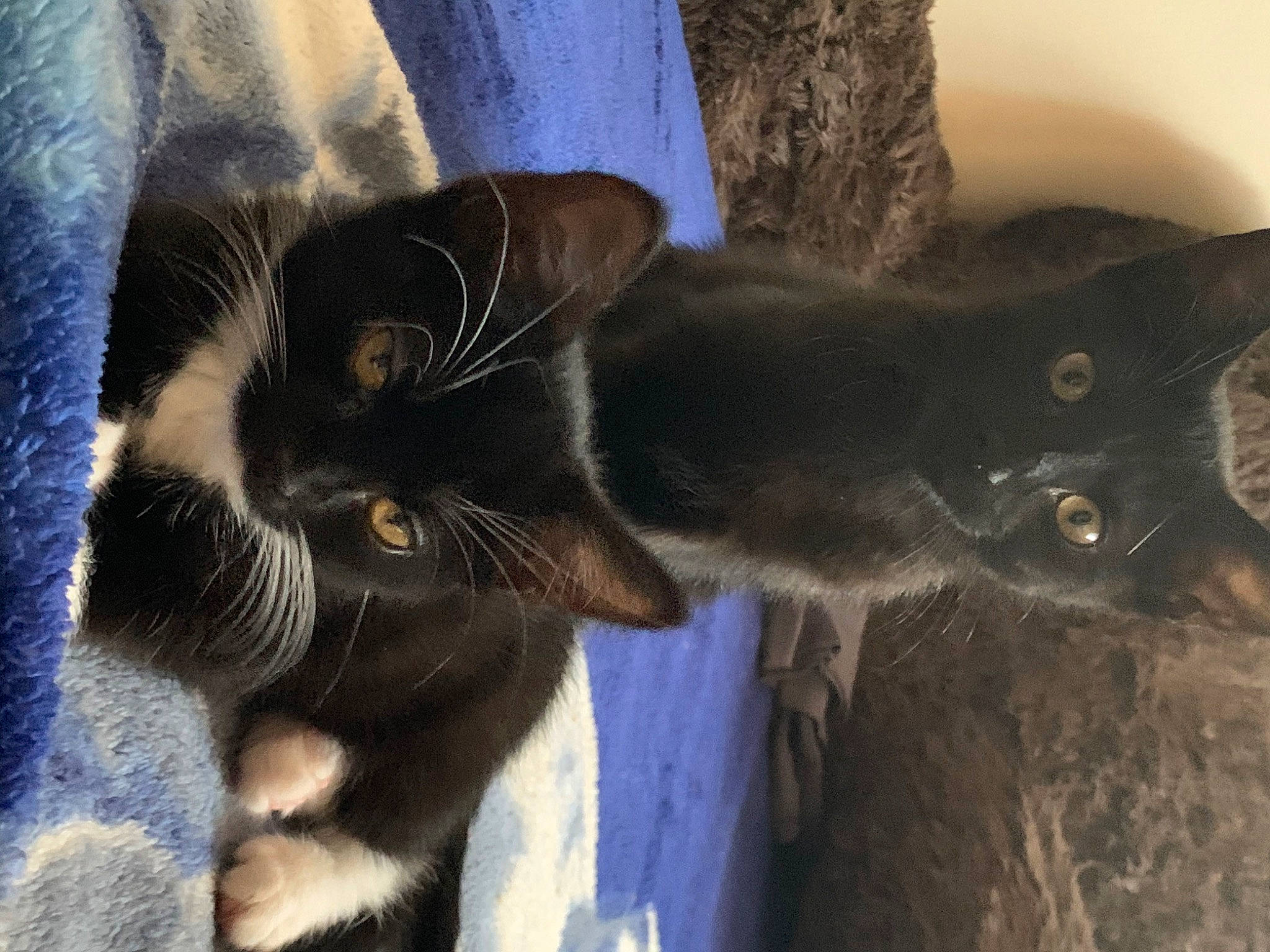 Cherry joined the competition — help win amazing prizes! black_cat, carnivore, cat, claw, comfort, domestic_short_haired_cat, ear, electric_blue, eye, felidae, fur, gesture, paw, small_to_medium_sized_cats, snout, tail, terrestrial_animal, whiskers