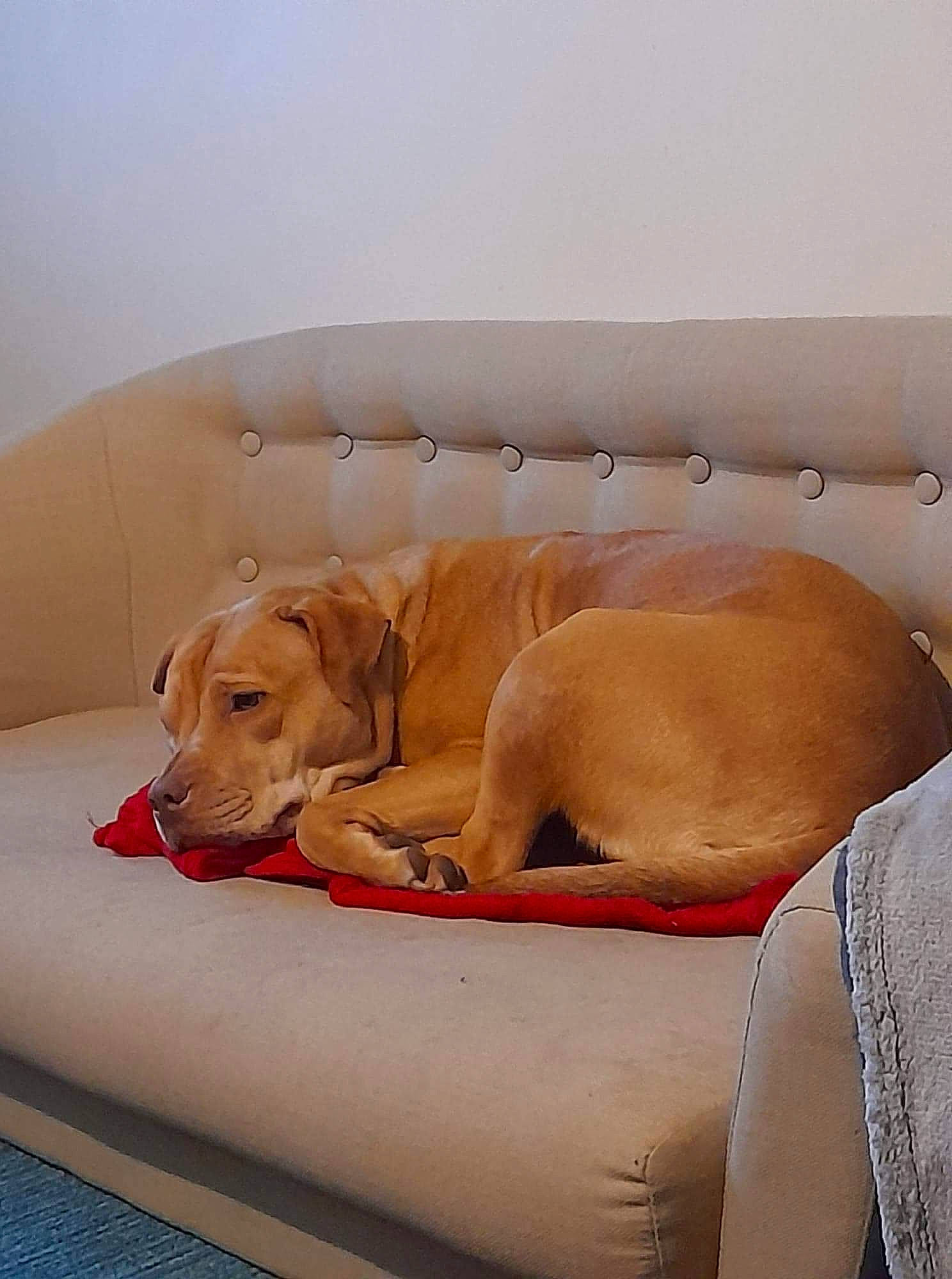 Lala is registered to the contest to win money with this photo: bedtime, carnivore, collar, comfort, companion_dog, couch, dog, dog_breed, dog_supply, fawn, flooring, hardwood, linens, liver, nap, paw, pet_supply, sporting_group, wood, working_animal