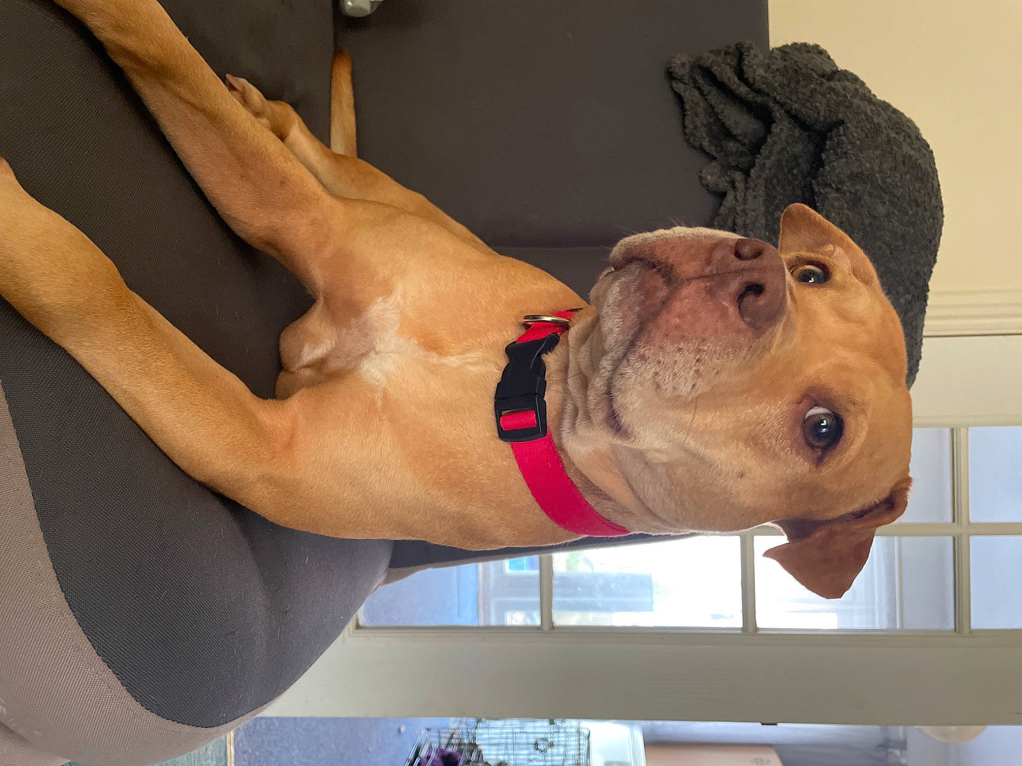 Lala joined the competition — help win amazing prizes! carnivore, chest, dog, dog_breed, elbow, eyewear, fawn, foot, gesture, human_leg, jaw, knee, liver, muscle, sculpture, thigh, trunk, working_animal, wrinkle, wrist