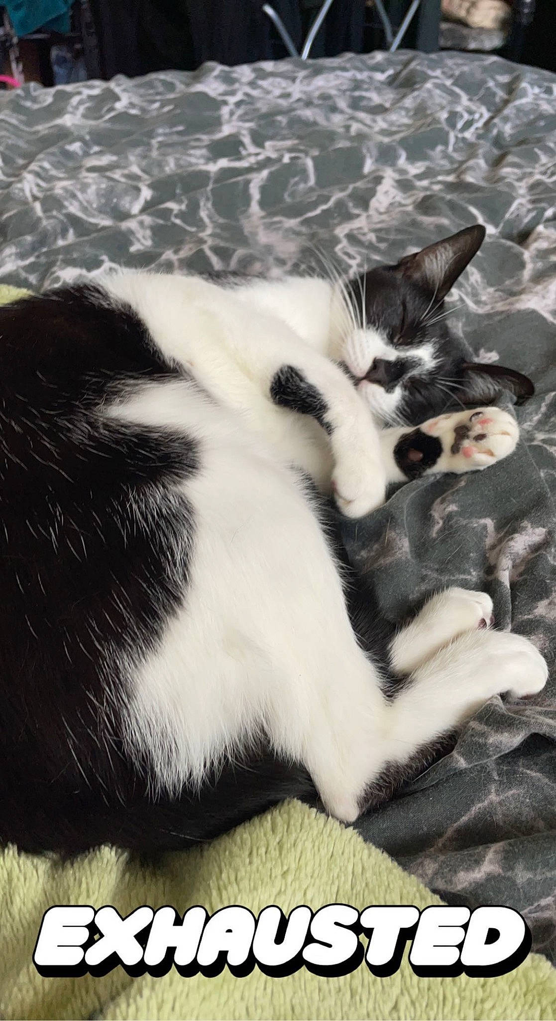 Bonnie joined the competition — help win amazing prizes! black_and_white, carnivore, cat, claw, comfort, domestic_short_haired_cat, felidae, font, fur, monochrome, monochrome_photography, paw, photo_caption, rectangle, small_to_medium_sized_cats, snout, stock_photography, style, tail, whiskers