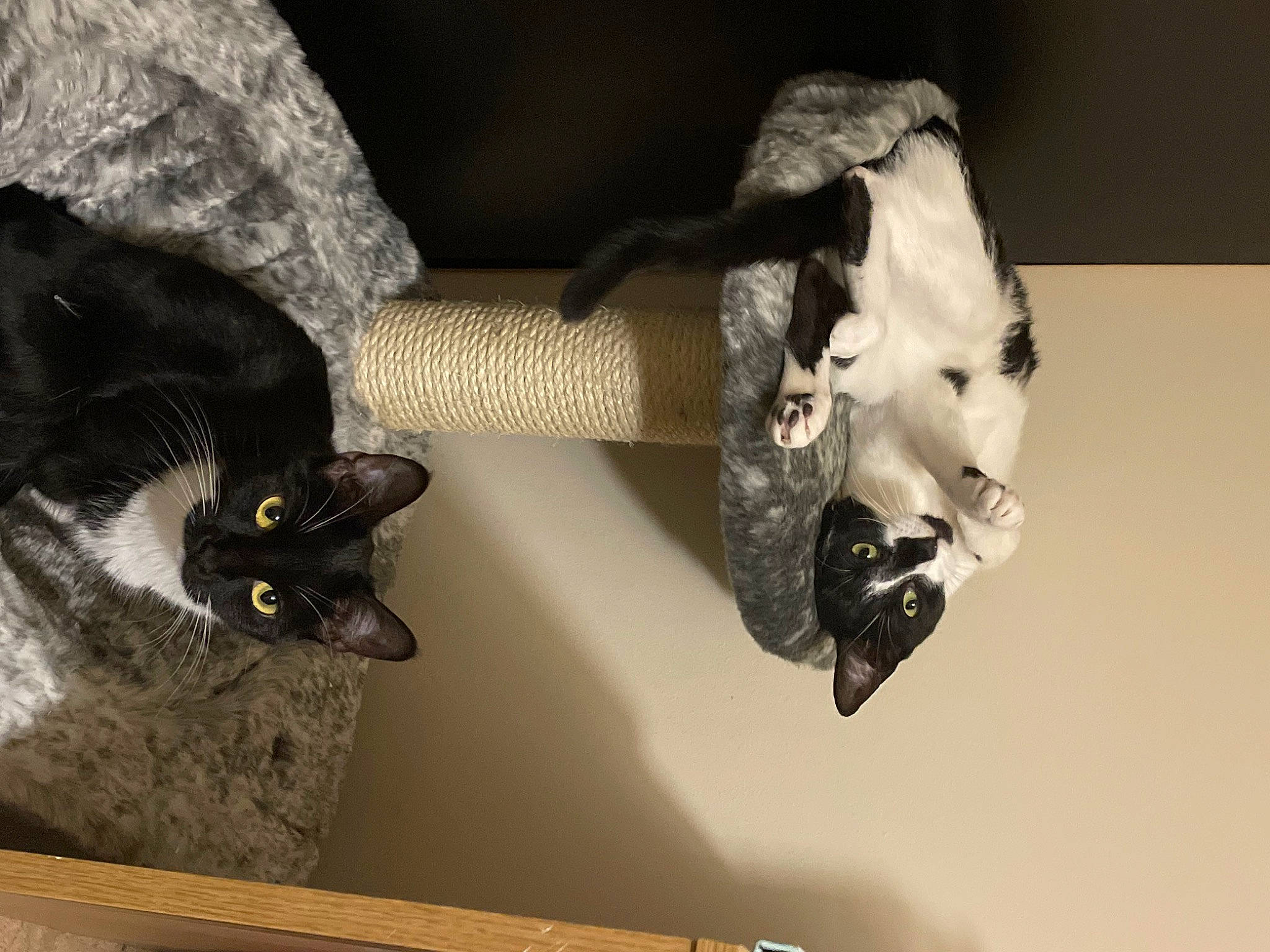 Bonnie is registered to the contest to win money with this photo: art, black_cat, bone, carnivore, cat, cat_supply, domestic_short_haired_cat, eyelash, felidae, fur, plant, room, sculpture, skull, small_to_medium_sized_cats, still_life_photography, tail, visual_arts, whiskers, wood