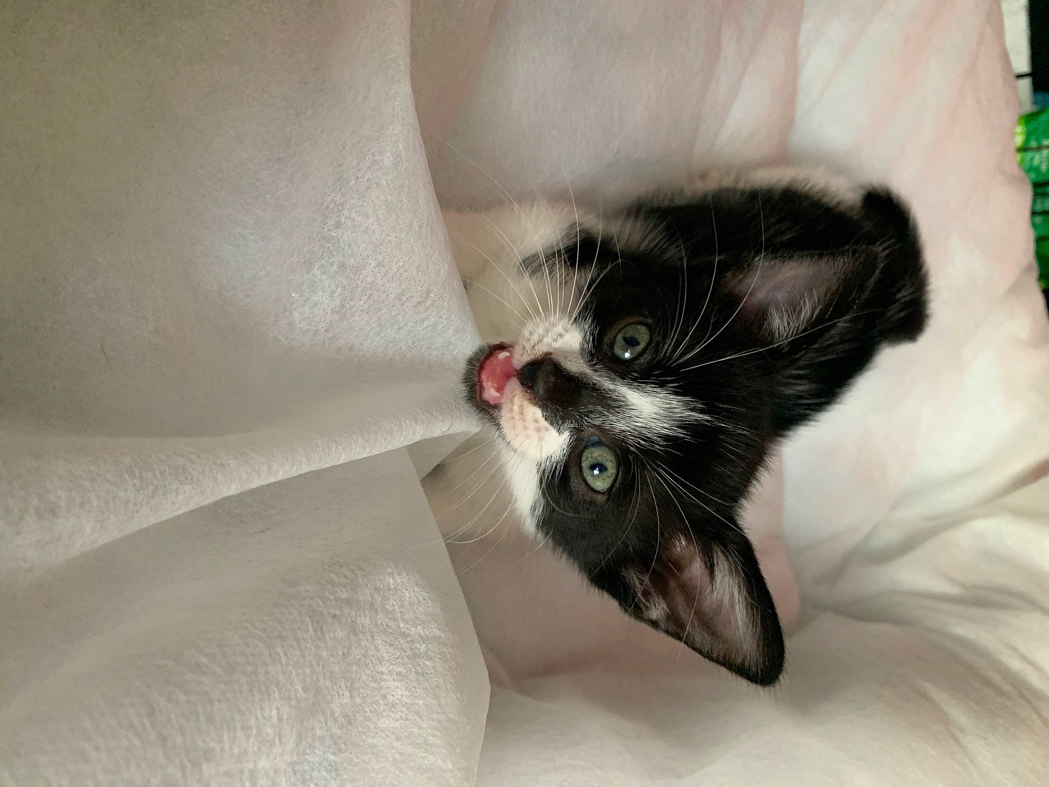 Bonnie joined the competition — help win amazing prizes! black_cat, carnivore, cat, claw, comfort, domestic_short_haired_cat, felidae, foot, fur, grey, nap, paw, petal, small_to_medium_sized_cats, snout, tail, whiskers