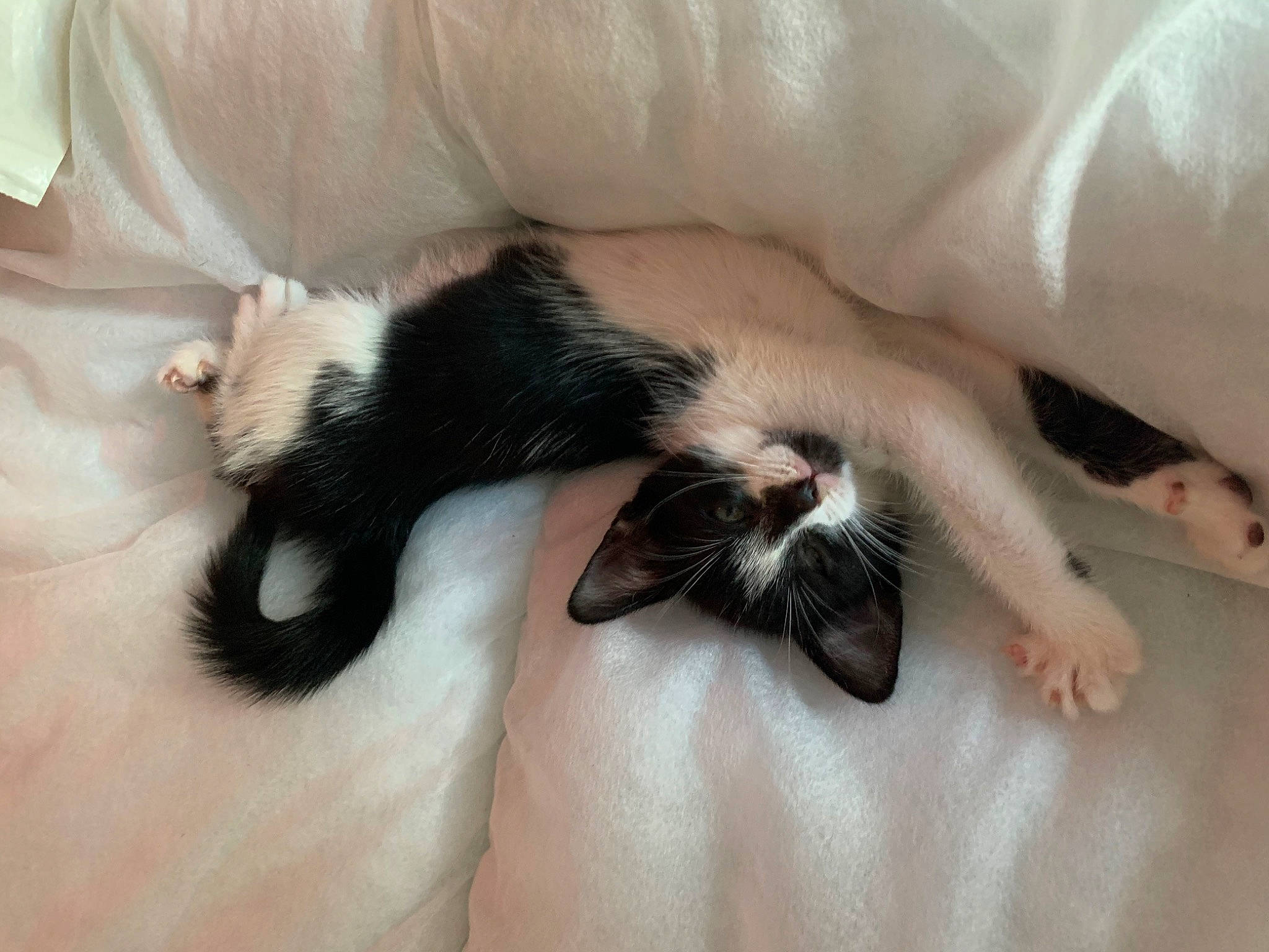 Bonnie is registered to the contest to win money with this photo: canidae, carnivore, cat, cat_supply, claw, comfort, companion_dog, dog_breed, domestic_short_haired_cat, fawn, felidae, fur, nail, nap, paw, small_to_medium_sized_cats, snout, sporting_group, tail, whiskers