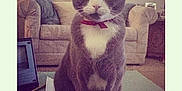 Boots joined the competition — help win amazing prizes! cat, gray_cat, white_paws, red_collar, indoor, living_room, couch, table, papers, phone, computer_screen, pet, feline, sitting, portrait, household, furniture, domestic, closeup, animal