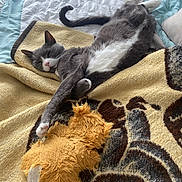 Boots is registered to the contest to win money with this photo: cat, sleeping, bed, blanket, pillow, stuffed_toy, gray_cat, white_cat, feline, cozy, indoor, resting, stretching, soft_toy, fur, pet, domestic_animal, relaxed, home, comfort