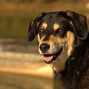 Inna participe au concours pour gagner de l'argent avec cette photo : dog, animal, pet, smiling, outdoor, portrait, black_coat, tan_coat, ears, mouth, nose, fur, friendly, canine, closeup, daylight, nature, happy, looking_away, background_blur