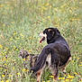 Inna a rejoint le concours — aidez-le/la à gagner de superbes lots ! dog, cat, meadow, wildflowers, grass, animal, pet, outdoor, nature, field, flora, canine, feline, summer, tongue_out, brown, black, yellow_flowers, walking, companion