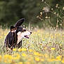 dog, animal, meadow, wildflowers, grass, nature, outdoor, canine, playful, black_and_tan, fur, pet, field, spring, summer, vibrant, happy, shaking, ears, tail