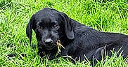 Bonn a rejoint le concours — aidez-le/la à gagner de superbes lots ! dog, black_dog, grass, greenery, outdoor, nature, animal, pet, laying_down, chewing, field, canine, fur, ears, snout, daylight, grass_blades, relaxing, curious, muzzle