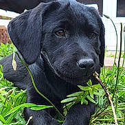 Bonn a rejoint le concours — aidez-le/la à gagner de superbes lots ! black_labrador, puppy, dog, grass, greenery, stick, outdoor, pet, animal, nature, young_dog, canine, playful, closeup, fur, ears, eyes, nose, relaxed, background_dog