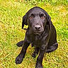 Bonn a rejoint le concours — aidez-le/la à gagner de superbes lots ! dog, puppy, black_labrador, grass, outdoor, pet, animal, sitting, cute, fur, canine, young, nature, greenery, eyes, nose, ears, portrait, playful, sunlight
