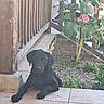 dog, black_dog, porch, wooden_railing, flower, pink_flower, plant, garden, tile_floor, outdoor, pet, resting, nature, sunlight, vegetation, animal, canine, daylight, relaxing, home