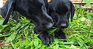 Bonn a rejoint le concours — aidez-le/la à gagner de superbes lots ! animal, black_labrador, brick_wall, chewing, close_up, curious, cute, daylight, dogs, garden, grass, greenery, leaves, nature, outdoor, pets, playful, puppies, window, young_dogs