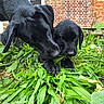 Bonn a rejoint le concours — aidez-le/la à gagner de superbes lots ! black_labrador, puppies, dogs, chewing, greenery, leaves, garden, outdoor, brick_wall, window, grass, nature, pets, animal, young_dogs, cute, playful, close_up, daylight, curious