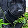 Bonn