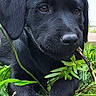 black_labrador, puppy, dog, grass, stick, outdoor, greenery, animal, pet, playful, young_dog, nature, garden, closeup, canine, adorable, curious, background_dog, brick_wall, door