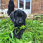 Bonn a rejoint le concours — aidez-le/la à gagner de superbes lots ! animal, black_dog, brick_wall, canine, curious, dog, door, grass, greenery, house, labrador, leaves, lying_down, nature, outdoor, patio, pet, puppy, sitting, young_dog