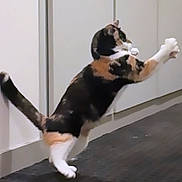 Chanelle participe au concours pour gagner de l'argent avec cette photo : cat, calico, indoor, pounce, stretching, paw, feline, pet, animal, playful, fur, whiskers, tail, domestic, jumping, motion, carpet, cabinet, floor, side_view