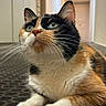 animal, calico_cat, carpet, cat, closeup, curious, cute, domestic_animal, ears, face, feline, fur, hallway, indoor, looking_up, mammal, paws, pet, portrait, whiskers