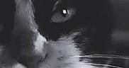 Chanelle participe au concours pour gagner de l'argent avec cette photo : cat, close_up, black_and_white, whiskers, eye, pet, feline, face, portrait, cute, soft_focus, animal, domestic_animal, indoor, adorable, fur, muzzle, loving, emoji, heart