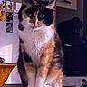 Chanelle a rejoint le concours — aidez-le/la à gagner de superbes lots ! cat, calico, indoor, table, furniture, pet, animal, mammal, fur, whiskers, face, eyes, paws, domestic, cute, sitting, household, background, photos, refrigerator