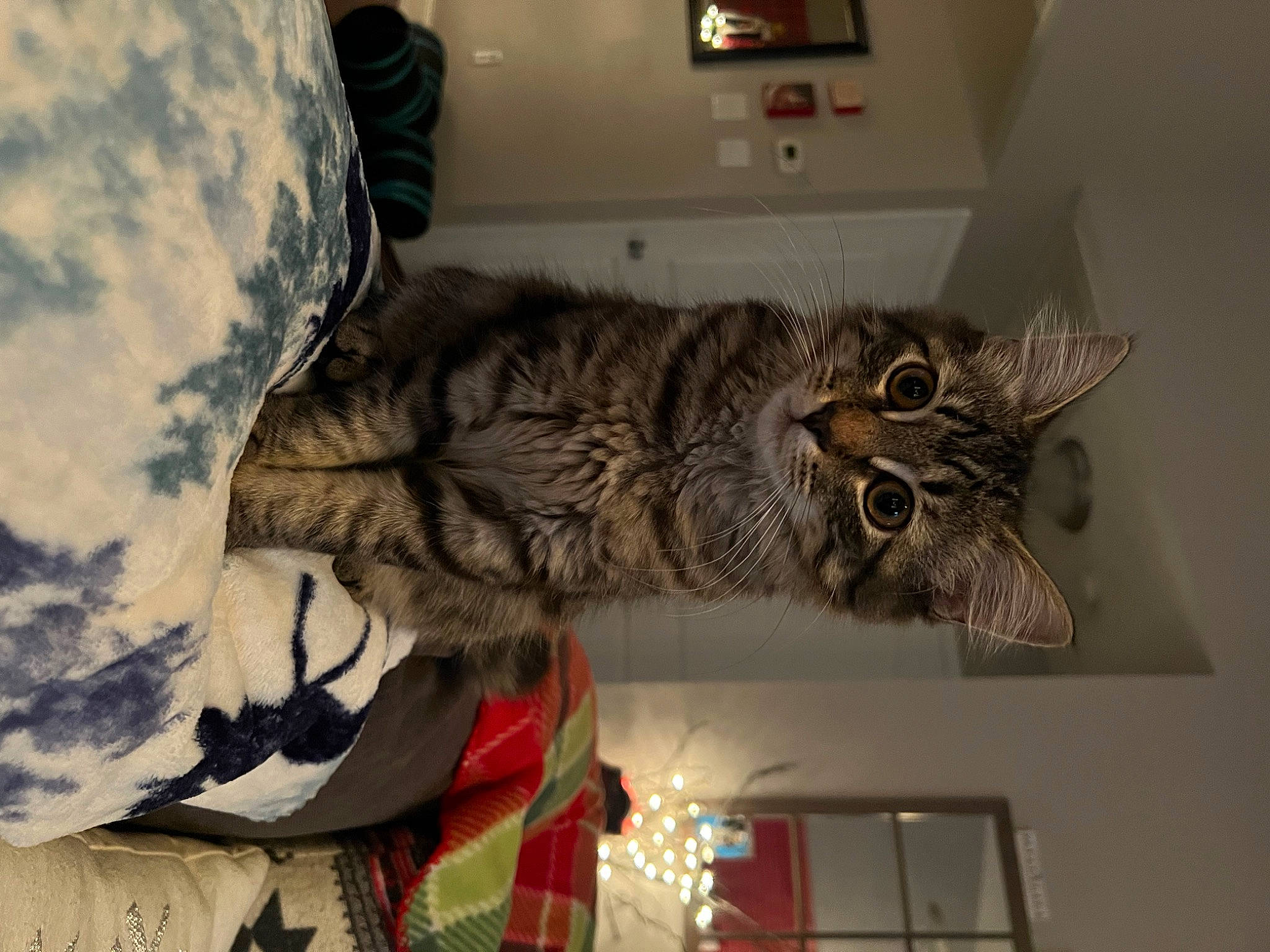 Alex is registered to the contest to win money with this photo: carnivore, cat, comfort, domestic_short_haired_cat, felidae, fur, room, shelf, small_to_medium_sized_cats, tail, vertebrate, whiskers