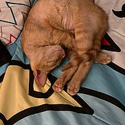 Gingy joined the competition — help win amazing prizes! cat, kitten, orange_cat, sleeping, curled_up, paw_pads, blanket, bedding, patterned_bedspread, starfish_design, indoor, cozy, fur, whiskers, nap, pink_nose, close_up, relaxed, pet, cute