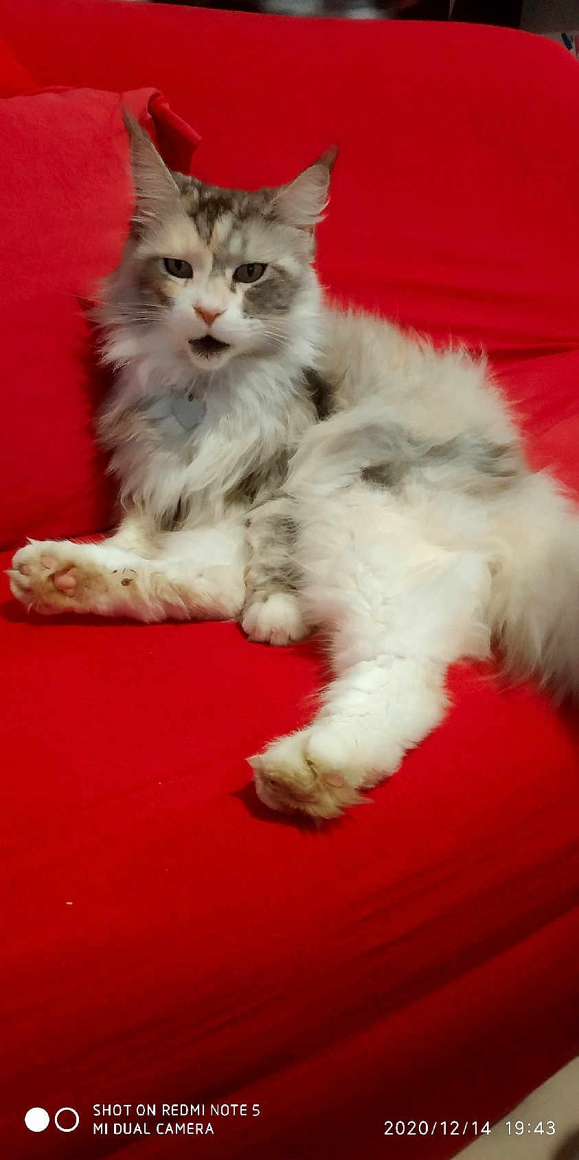 Havane a rejoint le concours — aidez-le/la à gagner de superbes lots ! cat, feline, pet, fluffy, relaxed, couch, red_couch, indoor, fur, whiskers, paws, animal, domestic_animal, resting, looking, cute, home, mammal, comfortable, sitting