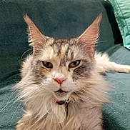 Havane participe au concours pour gagner de l'argent avec cette photo : cat, long_hair, pet, feline, animal, portrait, whiskers, ears, fur, face, indoors, couch, resting, teal, collar, close_up, expression, domestic_cat, fluffy, relaxed