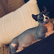 Odis is registered to the contest to win money with this photo: sphynx_cat, hairless_cat, pet, animal, indoor, cozy, blanket, pillow, curious, relaxed, closeup, feline, domestic_cat, resting, portrait, soft_lighting, texture, skin, whiskers, ears