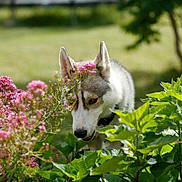 Nymeria participe au concours pour gagner de l'argent avec cette photo : dog, husky, flower, pink_flower, green_leaves, garden, outdoor, nature, sunlight, canine, pet, animal, sniffing, leaf, summer, plant, closeup, fur, ears, daylight