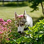 dog, husky, flower, pink_flower, green_leaves, garden, outdoor, nature, sunlight, canine, pet, animal, sniffing, leaf, summer, plant, closeup, fur, ears, daylight