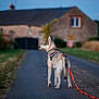 Nymeria participe au concours pour gagner de l'argent avec cette photo : dog, husky, leash, pink_harness, road, rural, country, evening, grass, house, field, animal, pet, outdoor, walking, curious, canine, quiet, nature, side_view