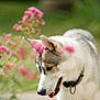 Nymeria participe au concours pour gagner de l'argent avec cette photo : dog, husky, flower, pink_flower, collar, outdoor, nature, greenery, pet, animal, close_up, portrait, canine, summer, grass, sniffing, fur, ears, tongue, daylight