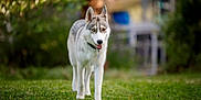 Nymeria participe au concours pour gagner de l'argent avec cette photo : dog, husky, outdoor, grass, greenery, walking, canine, animal, pet, nature, heterochromia, fur, collar, portrait, mammal, alert, daylight, background_blur, garden, happy